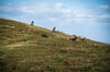 2 men are riding down the hill where horses are running