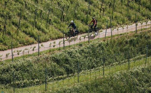 Flygbild av två personer som gör en tur genom en vidsträckt, solig vingård på sina elcyklar.